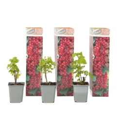 Plant in a Box Aalbes - Set van 3 - Ribes rubrum - Hoogte 25-40cm - ⌀9cm Hot