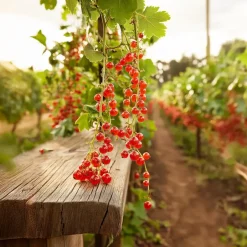 Plant in a Box Aalbes - Set van 4 - Ribes rubrum 'Jonkheer van Tets' - Hoogte 50-60cm - ⌀15cm Best