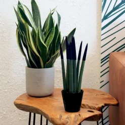 Plant in a Box Afrikaanse Speerplant - Sansevieria cylindrica - Hoogte 20-40cm - Pot 9cm Outlet