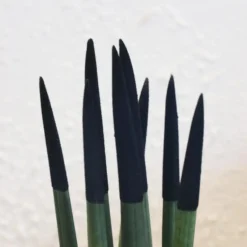 Plant in a Box Afrikaanse Speerplant - Sansevieria cylindrica - Hoogte 20-40cm - Pot 9cm Outlet