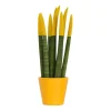 Plant in a Box Afrikaanse Speerplant - Sansevieria cylindrica - Hoogte 20-40cm - Pot 9cm