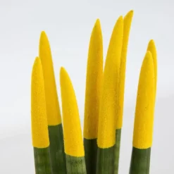 Plant in a Box Afrikaanse Speerplant - Sansevieria cylindrica - Hoogte 20-40cm - Pot 9cm