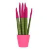 Plant in a Box Afrikaanse Speerplant - Sansevieria cylindrica - Hoogte 20-40cm - Pot 9cm