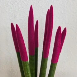 Plant in a Box Afrikaanse Speerplant - Sansevieria cylindrica - Hoogte 20-40cm - Pot 9cm