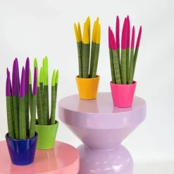 Plant in a Box Afrikaanse Speerplant - Sansevieria cylindrica - Hoogte 20-40cm - Pot 9cm