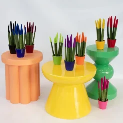 Plant in a Box Afrikaanse Speerplant - Sansevieria cylindrica - Hoogte 20-40cm - Pot 9cm Online