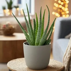 Plant in a Box Aloë vera - Aloe barbadensis - Hoogte 25-40cm - ⌀10,5cm Online