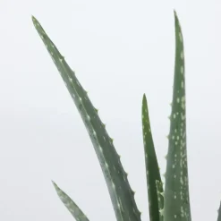 Plant in a Box Aloë vera - Set van 3 - Aloe barbadensis - Hoogte 25-40cm - ⌀10,5cm Clearance