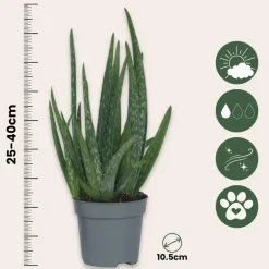 Plant in a Box Aloë vera - Set van 3 - Aloe barbadensis - Hoogte 25-40cm - ⌀10,5cm Clearance