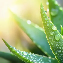 Plant in a Box Aloë vera - Set van 3 - Aloe barbadensis - Hoogte 25-40cm - ⌀10,5cm Clearance