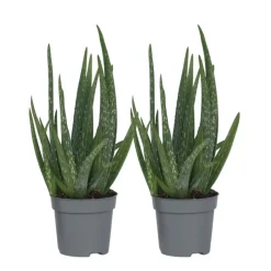 Plant in a Box Aloë vera - Set van 2 - Aloe barbadensis - Hoogte 25-40cm - ⌀10,5cm