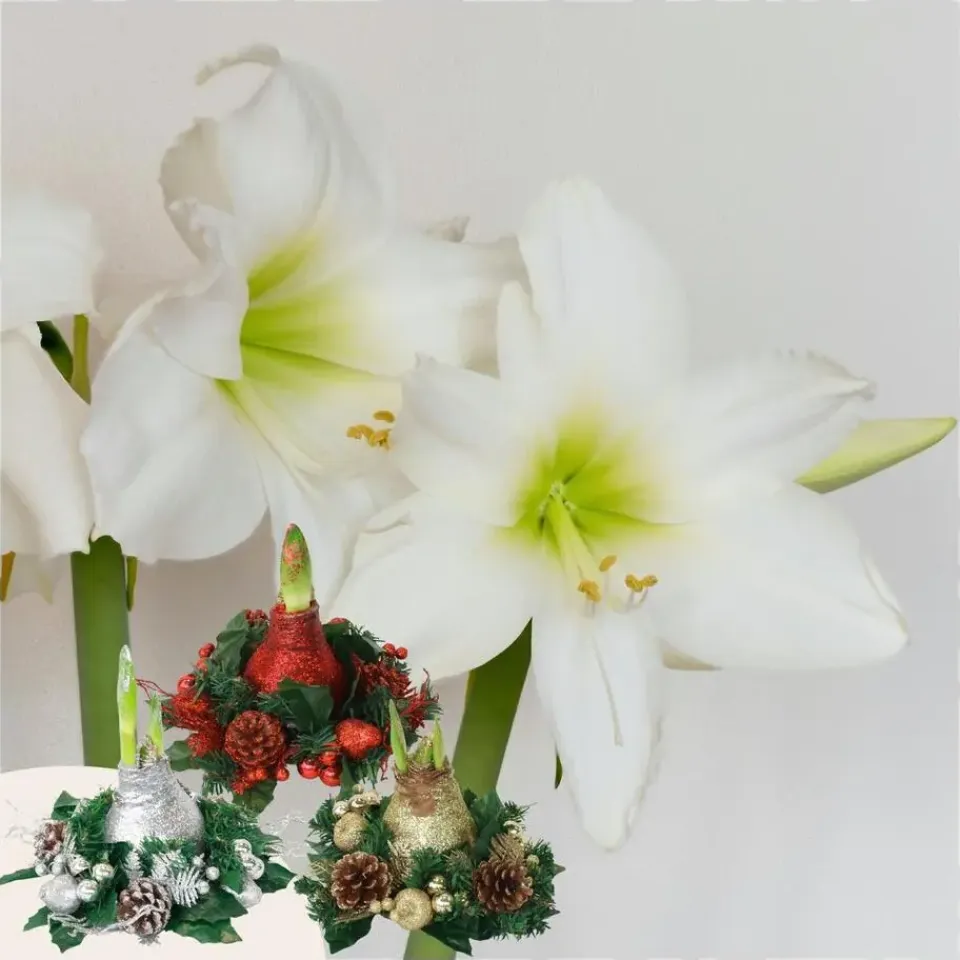 Plant in a Box Amaryllis - Hippeastrum 'Kerstkransmix'