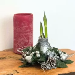 Plant in a Box Amaryllis - Hippeastrum 'Kerstkransmix'