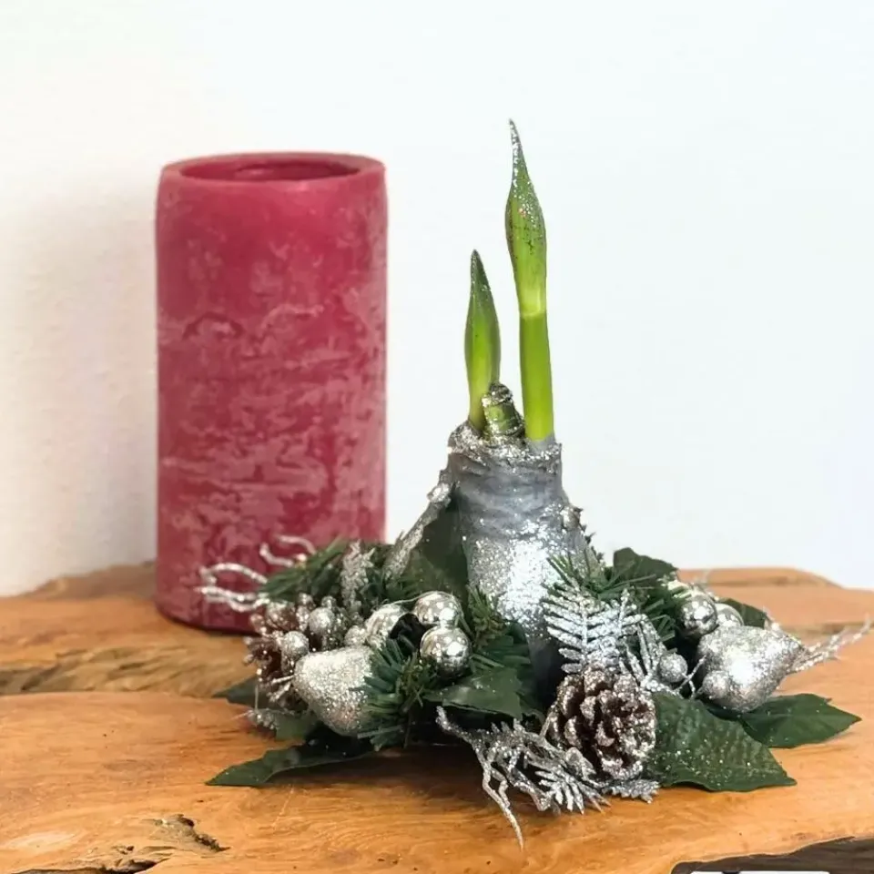 Plant in a Box Amaryllis - Hippeastrum 'Kerstkransmix'