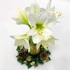 Plant in a Box Amaryllis - Hippeastrum 'Kerstkransmix'