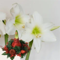 Plant in a Box Amaryllis - Hippeastrum 'Kerstkrans' - Rood Hot