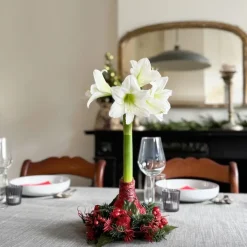 Plant in a Box Amaryllis - Hippeastrum 'Kerstkrans' - Rood Hot