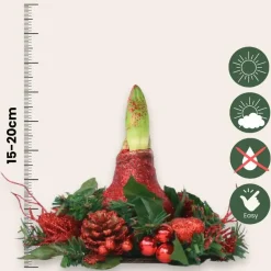 Plant in a Box Amaryllis - Hippeastrum 'Kerstkrans' - Rood Hot