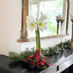 Plant in a Box Amaryllis - Hippeastrum 'Kerstkrans' - Rood Hot