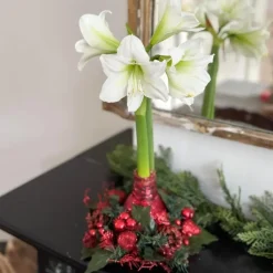 Plant in a Box Amaryllis - Hippeastrum 'Kerstkrans' - Rood Hot