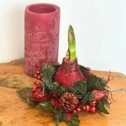 Plant in a Box Amaryllis - Hippeastrum 'Kerstkrans' - Rood Hot