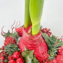 Plant in a Box Amaryllis - Hippeastrum 'Kerstkrans' - Rood Hot