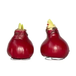 Plant in a Box Amaryllis - Hippeastrum 'Wax Bordeaux' - Bloembol - Rood Best