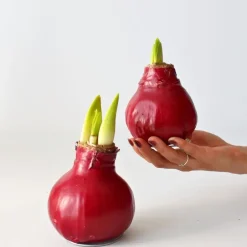 Plant in a Box Amaryllis - Hippeastrum 'Wax Bordeaux' - Bloembol - Rood Best