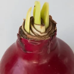 Plant in a Box Amaryllis - Hippeastrum 'Wax Bordeaux' - Bloembol - Rood Best