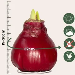 Plant in a Box Amaryllis - Hippeastrum 'Wax Bordeaux' - Bloembol - Rood Best