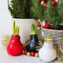 Plant in a Box Amaryllis - Hippeastrum 'Wax Bordeaux' - Bloembol - Rood Best