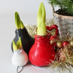 Plant in a Box Amaryllis - Hippeastrum 'Wax Bordeaux' - Bloembol - Rood Best