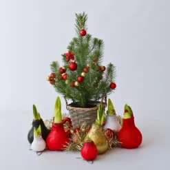 Plant in a Box Amaryllis - Hippeastrum 'Wax Bordeaux' - Bloembol - Rood Best