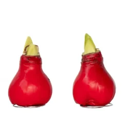 Plant in a Box Amaryllis - Hippeastrum 'Wax Red' - Bloembol - Rood Sale