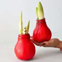 Plant in a Box Amaryllis - Hippeastrum 'Wax Red' - Bloembol - Rood Sale