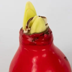 Plant in a Box Amaryllis - Hippeastrum 'Wax Red' - Bloembol - Rood Sale