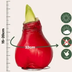 Plant in a Box Amaryllis - Hippeastrum 'Wax Red' - Bloembol - Rood Sale