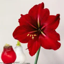 Plant in a Box Amaryllis - Hippeastrum 'Wax Mix Red White' - Bloembol - Rood Sale