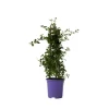 Plant in a Box Amerikaanse sering - Ceanothus thyrsiflorus Repens - Hoogte 60-70cm - ⌀17cm Hot