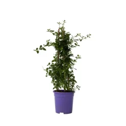 Plant in a Box Amerikaanse sering - Ceanothus thyrsiflorus Repens - Hoogte 60-70cm - ⌀17cm Hot