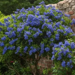 Plant in a Box Amerikaanse sering - Ceanothus thyrsiflorus Repens - Hoogte 60-70cm - ⌀17cm Hot