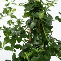 Plant in a Box Amerikaanse sering - Ceanothus thyrsiflorus Repens - Hoogte 60-70cm - ⌀17cm Hot