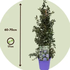 Plant in a Box Amerikaanse sering - Ceanothus thyrsiflorus Repens - Hoogte 60-70cm - ⌀17cm Hot