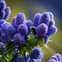 Plant in a Box Amerikaanse sering - Ceanothus thyrsiflorus Repens - Hoogte 60-70cm - ⌀17cm Hot