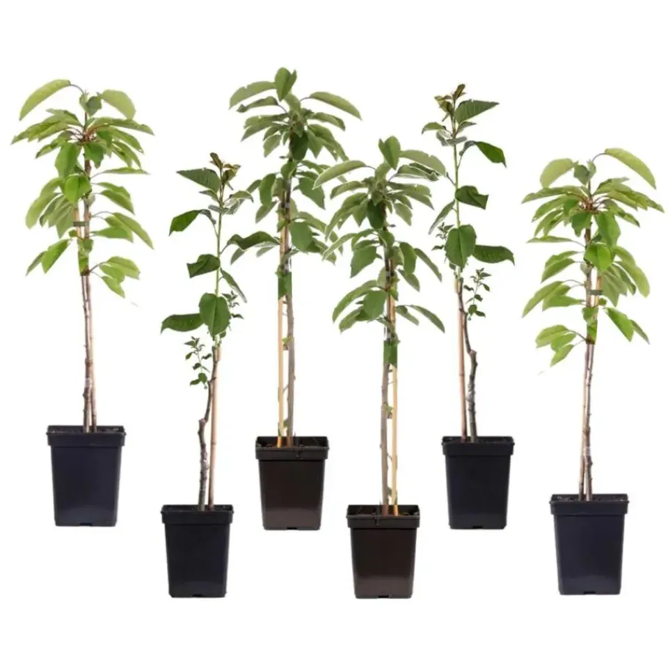Plant in a Box Appelboom-mix - Set van 6 - Malus - Hoogte 60-70cm - ⌀9cm Outlet