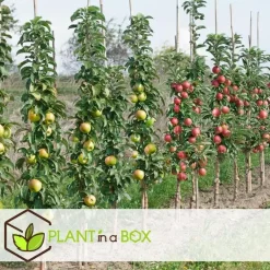 Plant in a Box Appelboom-mix - Set van 6 - Malus - Hoogte 60-70cm - ⌀9cm Outlet