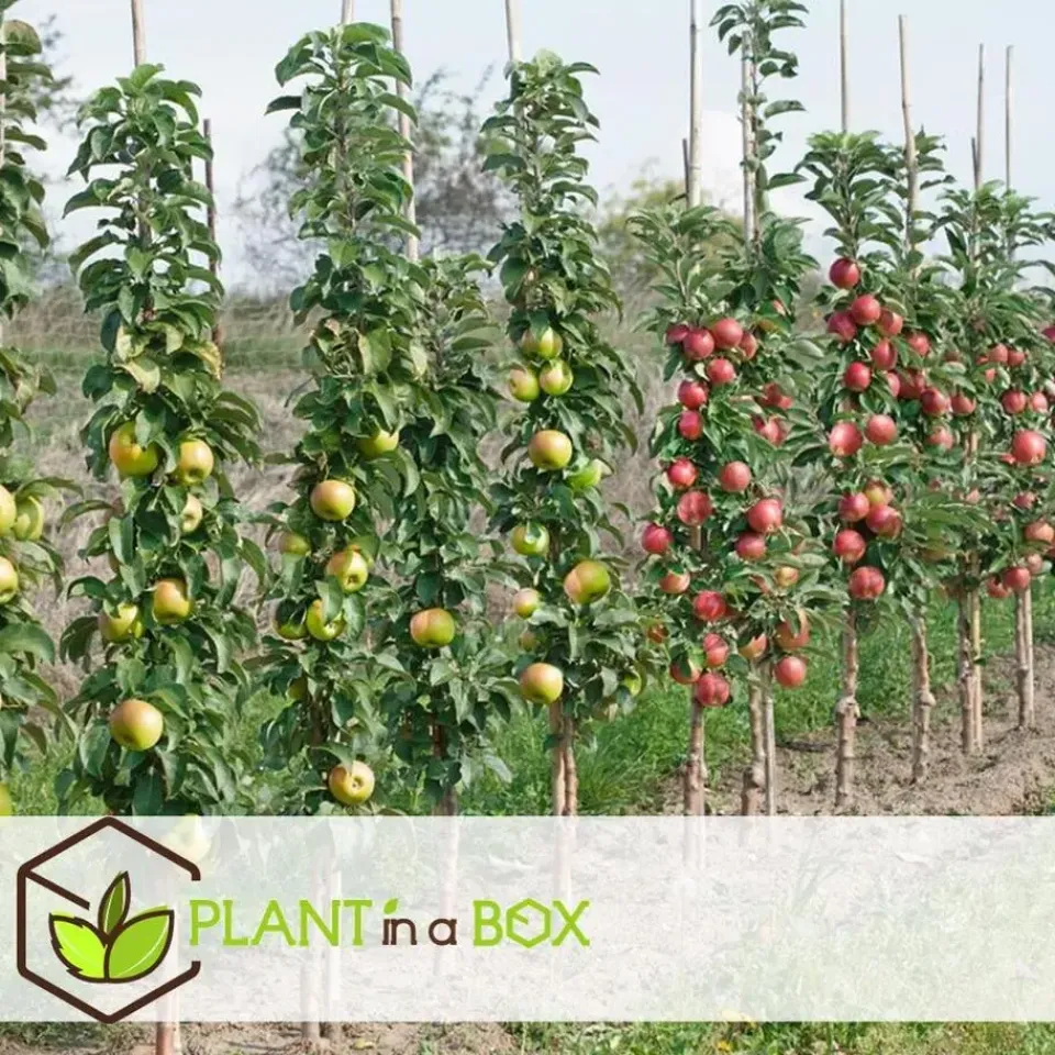Plant in a Box Appelboom-mix - Set van 6 - Malus - Hoogte 60-70cm - ⌀9cm Outlet