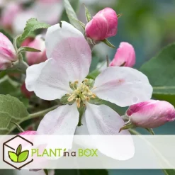 Plant in a Box Appelboom-mix - Set van 6 - Malus - Hoogte 60-70cm - ⌀9cm Outlet