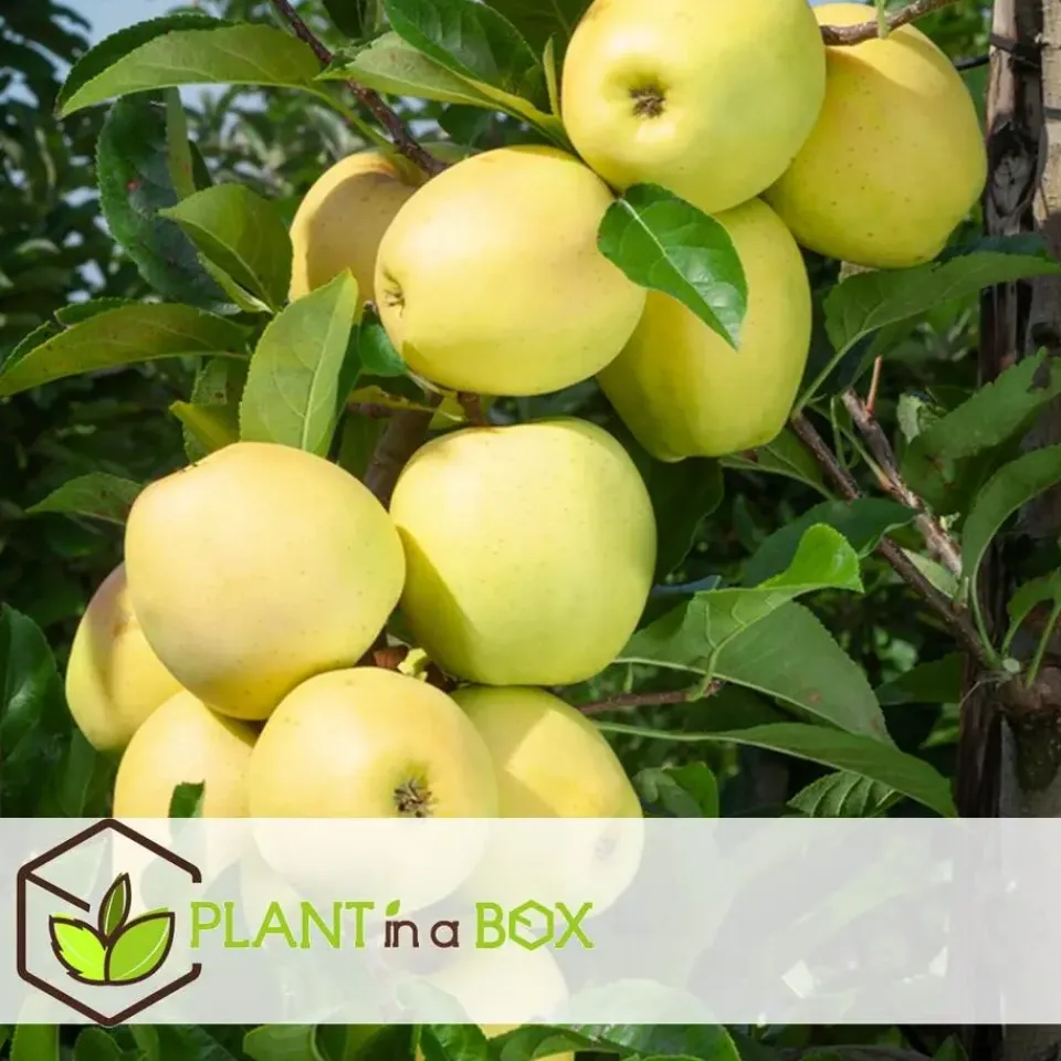 Plant in a Box Appelboom-mix - Set van 6 - Malus - Hoogte 60-70cm - ⌀9cm Outlet