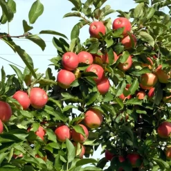 Plant in a Box Appelboom-mix - Set van 6 - Malus - Hoogte 60-70cm - ⌀9cm Outlet